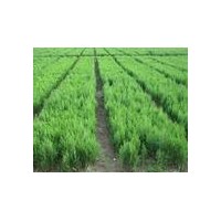 侧柏苗 白皮松苗 油松苗 冬青 黄杨