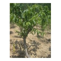 现大量供应花椒苗.香椿苗.桃苗.樱桃.栾枣苗.苹果苗.李子苗.核桃