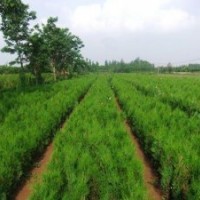 供应侧柏（营养钵.营养袋.土球.罗根）苗