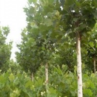 供应法桐 速生法桐 造型法桐 白蜡