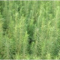 落叶松苗木供应