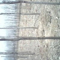 大量出售白蜡闷子