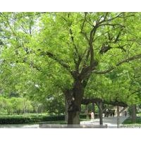 国槐树 速生国槐 造型国槐 刺槐 花桐树