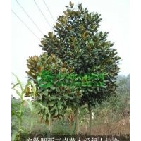 供应广玉兰-白玉兰-紫玉兰-黄玉兰-二乔玉兰各种规格