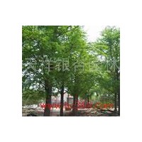 供应山东优质银杏树
