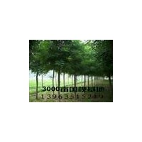 椿树.毛白杨.１０７杨.白蜡 合欢