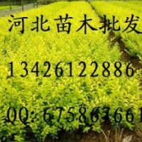 皂角树批发 大量出售皂角树 皂角树哪里便宜 皂角树