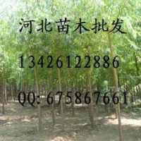 供应山杏苗 山杏苗批发 大量出售山杏苗 山杏苗基地 山杏苗