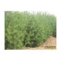 白皮松 华山松大量供应