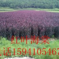 红叶海棠