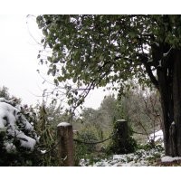 大规格木瓜出售