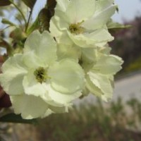 大量出售樱花！樱花！