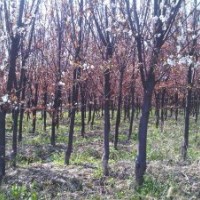 安徽肥西低价 红叶李/香樟/紫薇/乌桕