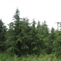 直销:雪松、蜀桧、红叶石楠等多种乔灌木