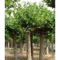 供应1-2年冒18公分法桐 15公分1-2年冒国槐