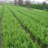 今年苗木便宜了龙柏.铺地柏.北京桧.蜀桧.侧柏.沙地柏、
