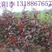 中华太阳李，中华太阳李子苗