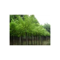 山西国槐小苗/国槐种子/国槐大树/国槐出售价格优惠