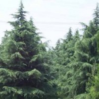 南京维华苗圃场-雪松基地雪松直销