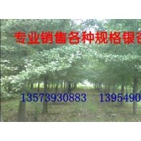 四川白果树销售银杏树供应商