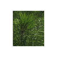 供应20-40cm油松，带营养杯