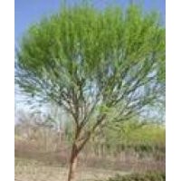 河北馒头柳 保定馒头柳 馒头柳小苗 大规格馒头柳