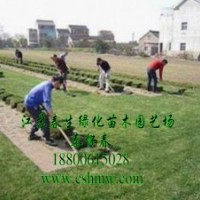 供应绣线菊，剑麻，草坪，连翘，玉兰，樱花，刺松，黄杨