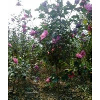 低价供应木槿、紫荆、大叶黄杨、银杏等绿化苗木