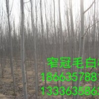 毛白杨 国槐 速生柳 1 07