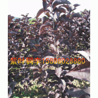 紫叶稠李，密枝红叶李，金叶复叶槭