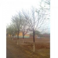 国槐树 8公分国槐树