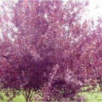 2012国槐最新价格表