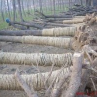 山东万家国槐种植基地专供国槐