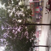 国槐树 30公分国槐