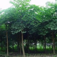 绿化苗木幌伞枫-基地绿化苗木幌伞枫