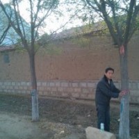 大量供应6--25公分白蜡 5--30公分国槐 刺槐 速生杨 柳树 合欢