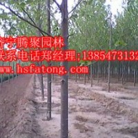 1-30公分速生法桐,10-20公分定杆法桐