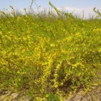 出圃价批售连翘.迎春.蔷薇.龙柏.月季.火棘.剑麻..