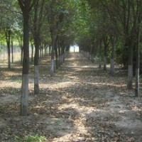 大量低价供应8-30公分国槐