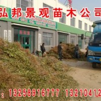 特价供应速生白蜡苗速生国槐苗