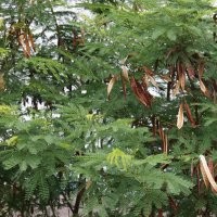 浙江合欢价格15公分带土球合欢价格