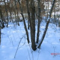 出售：丛生蒙古栎 4从 5从的