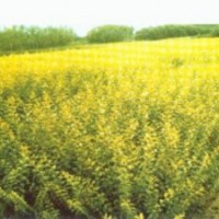 供应江苏金叶女贞，金叶女贞价格，江苏金叶女贞价格，金叶女贞基