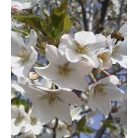 低价出售各种规格樱花！