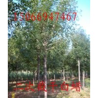 白蜡，速生白蜡，榆树，刺槐