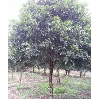 大量供应10公分，15公分到20 公分八月桂