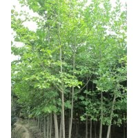 安徽肥西供应 广玉兰 紫叶李 紫薇 三角枫