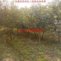 红叶桃、香樟、大叶女贞、乌桕、三角枫、红叶李、紫薇