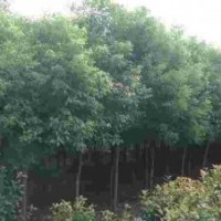 香樟、红叶李、大叶女贞、桂花、乌桕、黄连木、紫薇