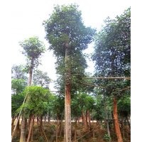 四川重阳木，重阳木景观树，重阳木种植基地